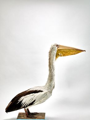 Australian Pelican