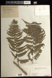 Dennstaedtia indet