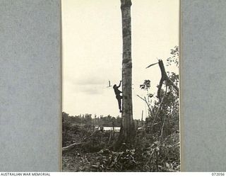 LAE, NEW GUINEA. 1944-04-03. WX8229 CAPTAIN J.A. PRESCOTT (1), 19TH LINES OF COMMUNICATION SIGNALS CLIMBS A TREE 70 FEET HIGH USING 10 INCH STEEL PEGS EMBEDDED IN THE TRUNK. THE MAST SUPPORTS WIRES ..