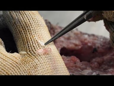 How to extract otoliths from a wahoo - saw method l Pacific Fish biosampling