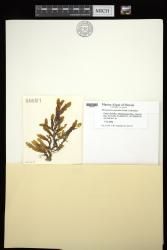Dictyopteris australis