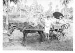 The anthropologists go for a picnic in a sāliote.