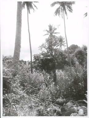 Pacific Islands - Cook Islands - Rarotonga - Religion