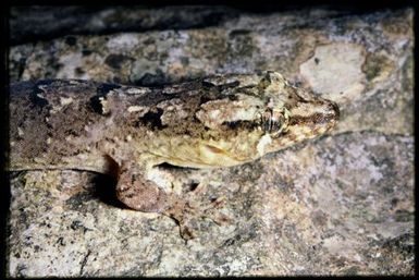 Bavayia aff. cyclura 'Koumac Caves'