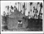 Two people peering out the window of a native grass hut on Samoa, ca.1900