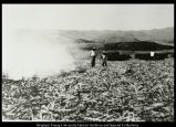 Burning the Sugar Cane Fields