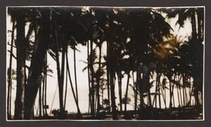 [Palm Trees in New Guinea, #1]
