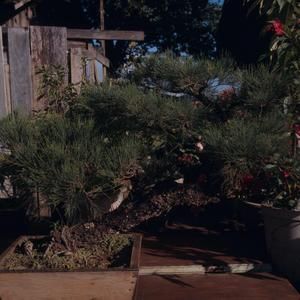 [Unidentified species of Bonsai in planter from Lihue, United States]