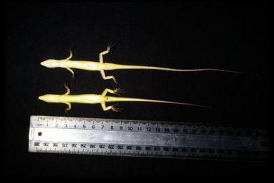 Phasmasaurus maruia
