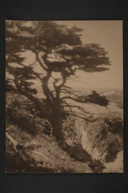 [Cypress trees - Point Lobos, Carmel-by-the-Sea]