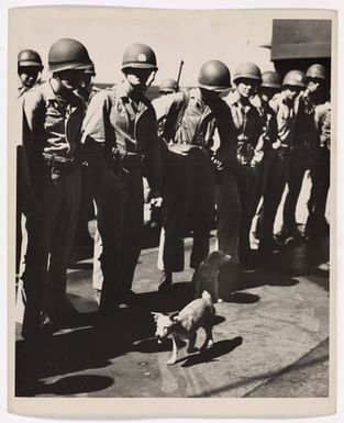 A "Devil Dog" Respects The "Devil Dogs"