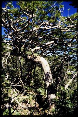 Kauri (Agathis), 1400 m