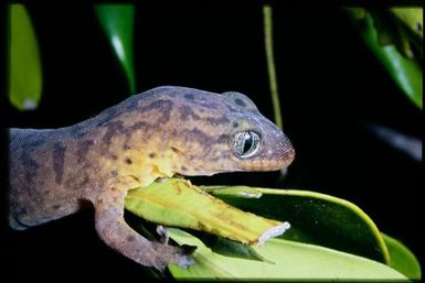 Gecko sp.