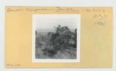 [Santalum in Hawaii, envelope IE26-258]