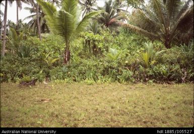 Coconut replanting scheme, Tuvalu