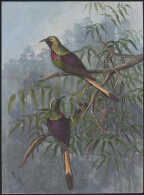 Bird of paradise, Papua New Guinea, 1917 / Ellis Rowan