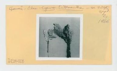 [Cyanea tritomantha in Hawaii, envelope IE29-028]