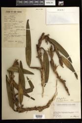 Bulbophyllum indet