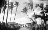 Guam, view of village through palm trees