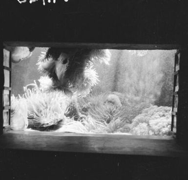 Coral in the aquarium, Noumea, New Caledonia, 1967 / Michael Terry