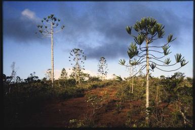 Araucaria in maquis