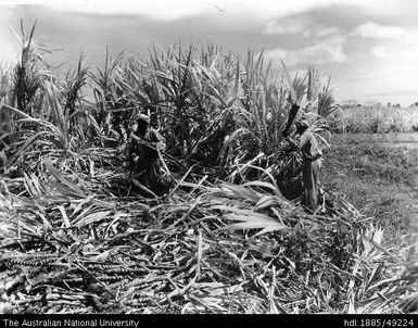 Rarawai - cane cutting