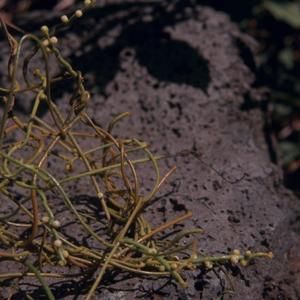 [Cassytha filiformis close-up from Kona, United States]