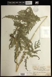 Pteris spinescens