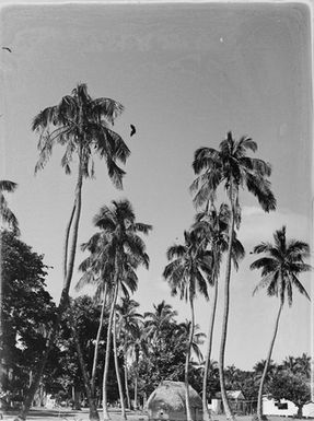 [Palm trees]