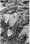 Taro growing, with fence that was put around it to protect from pigs