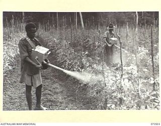 NARAKAPOR, NEAR NADZAB, NEW GUINEA. 1944-05-27. A MEMBER OF NO.2 PLATOON, 6TH FARM COMPANY ASSISTED BY A NATIVE, DUSTS A CROP OF THE "EARLY WINNER" TOMATO PLANTS WITH ARSENATE OF LEAD TO CONTROL ..