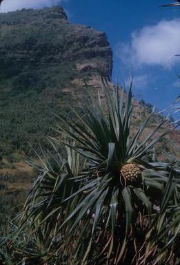 [Pandanus tectorius on Kauai Island, United States]