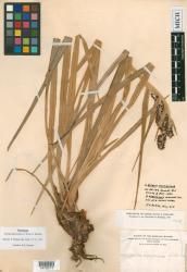 Astelia argyrocoma