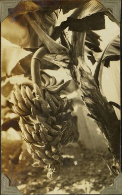 Banana plant, Suva, Fiji, 1928