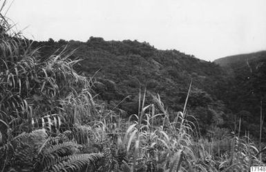 ["skog, landskap, berg, fotografi, photograph"]