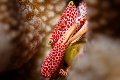 Trpezia sp. (Coral Crab) during the2017 South West Pacific Expedition.