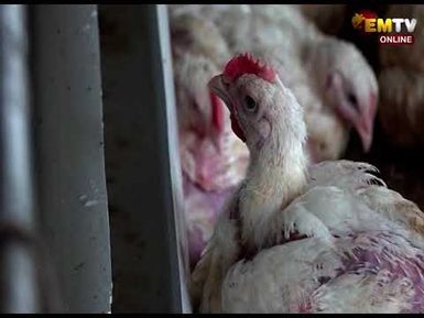 POULTRY INVESTMENT POTENTIAL