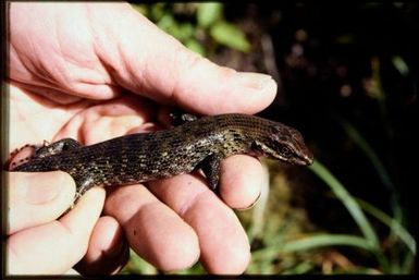 Lioscincus steindachneri