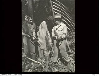 AITAPE, NORTH EAST NEW GUINEA. C. 1944-06. JAPANESE SNIPERS WOULD USE COCONUT FRONDS AS CAMOUFLAGE BY PEERING THROUGH TWO HOLES PIERCED AT THE BASE. CORPORAL A. C. DONALD, ALEXANDRIA, VIC, AND ..