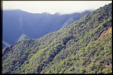 Shrub-covered slope