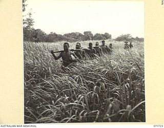 SINGORKAI - WEBBER POINT AREA, NEW GUINEA, 1944-03-21. MEMBERS OF "C" COMPANY, PAPUAN INFANTRY BATTALION MOVING ALONG A "PAD" THROUGH KUNAI GRASS