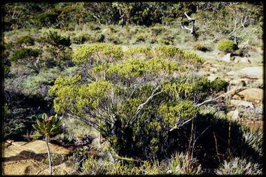 Metrosideros tetrasticha, 1390 m