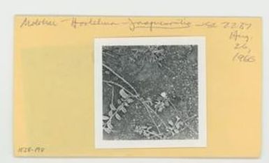 [Jacquemontia in Hawaii, envelope IE28-198]