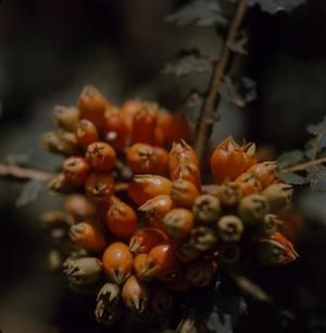 [Cyanea shipmanii close-up from Pua‘ākala, United States]
