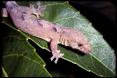 Gecko sp.