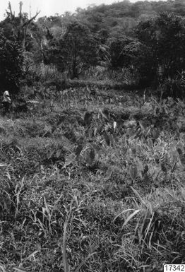 man, forest, large leaves, shrubs, grasses, landscapes, trees, leaves, activities, tuis cultivation, cultivation, photography,