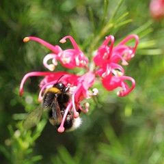 Grevillea flower and bee