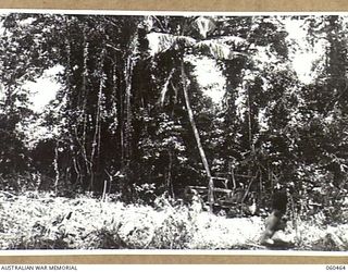 FINSCHHAFEN AREA, NEW GUINEA. 1943-11-09. A BULLDOZER OF THE 870TH UNITED STATES ENGINEER AVIATION BATTALION PUSHING A TREE DOWN DURING A JUNGLE CLEARING OPERATION FOR THE NEW BOMBER AIRSTRIP TO BE ..