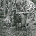 A pack-horse carrying a load of coconuts