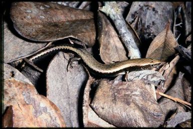 Caledoniscincus austrocaledonicus